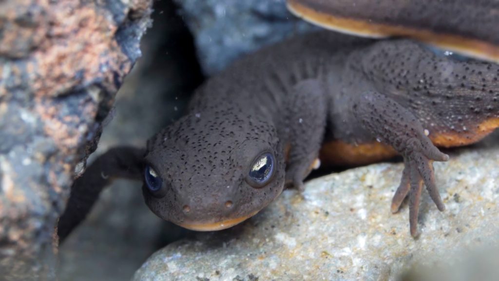 mazama newt high desert museum