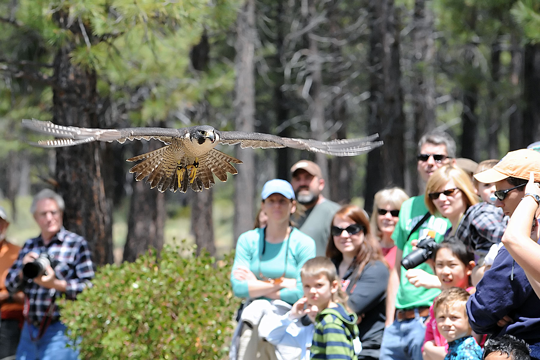 HDM Raptors of the Desert Sky