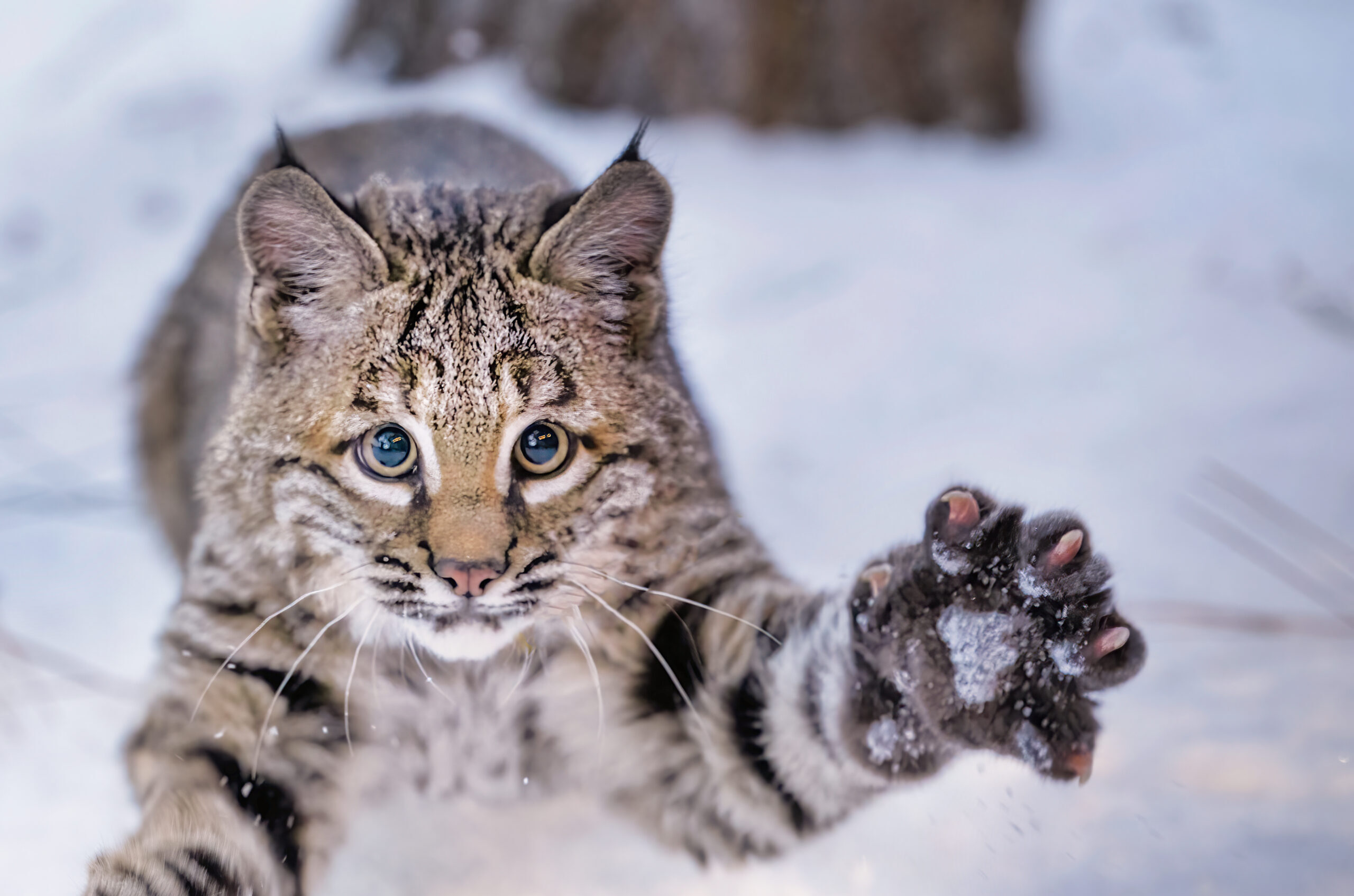 Timber the Bobcat - Photo by John Williams