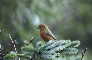 Red crossbill
