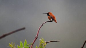 Rufous hummingbird