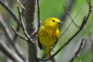 yellow warbler