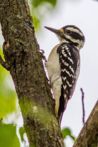 Hairy woodpecker