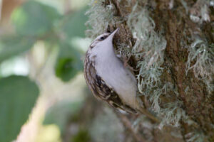 Brown creeper