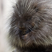 porcupine porcupine