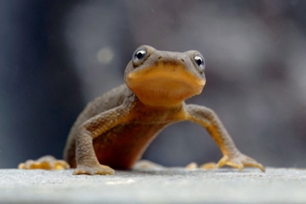 Newts-HDP-2 Newts-HDP-2