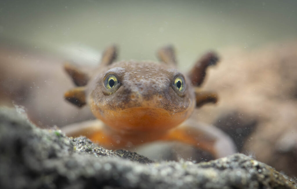 Mazama Newt