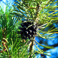 LPineMale&FemaleCones2 2Aug2016 Sio LPineMale&FemaleCones2 2Aug2016 Sio