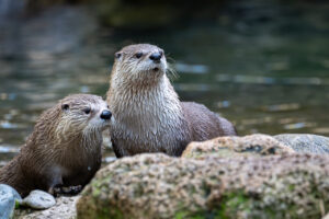 Pitch left Brooke right (3)