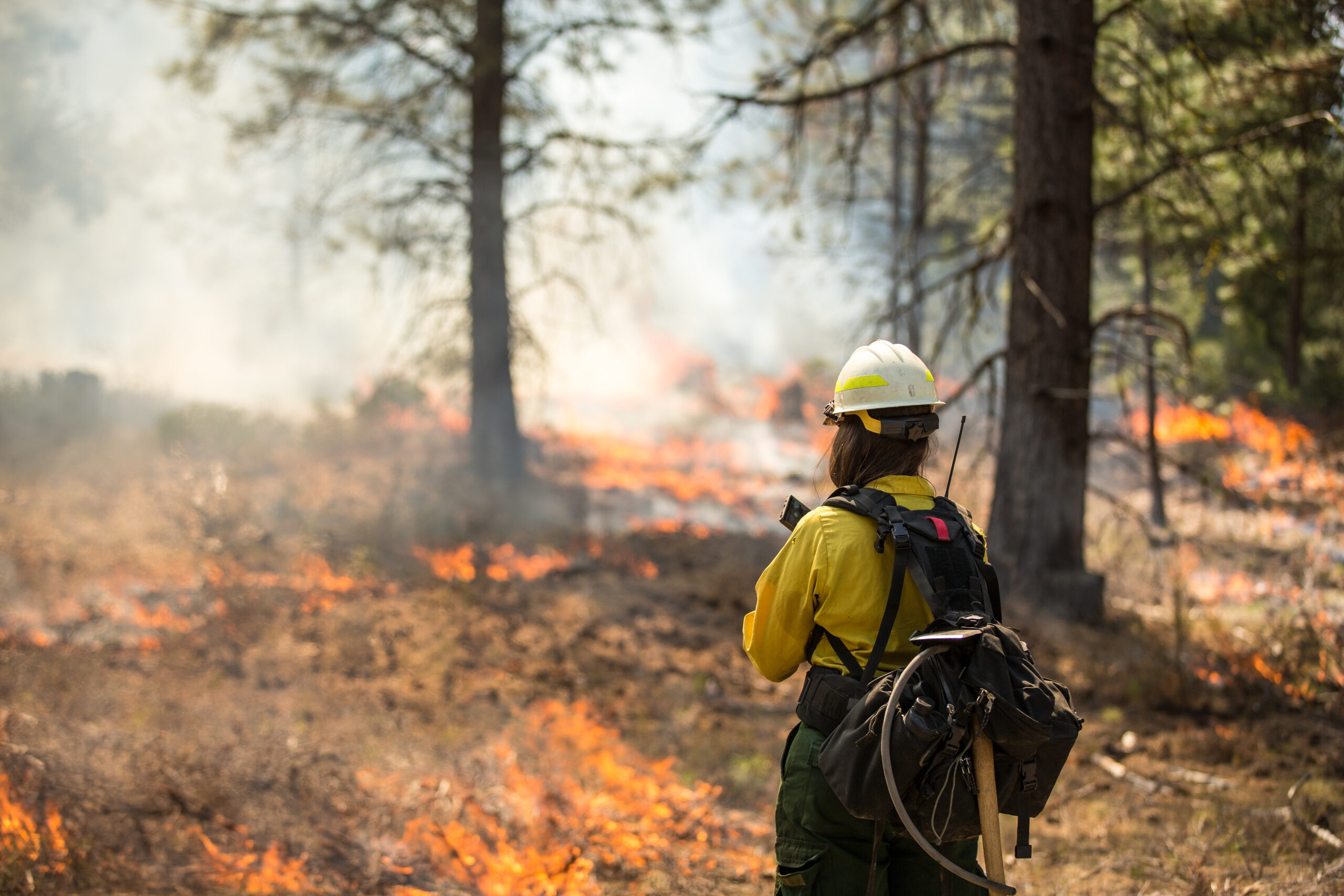 Wildfire