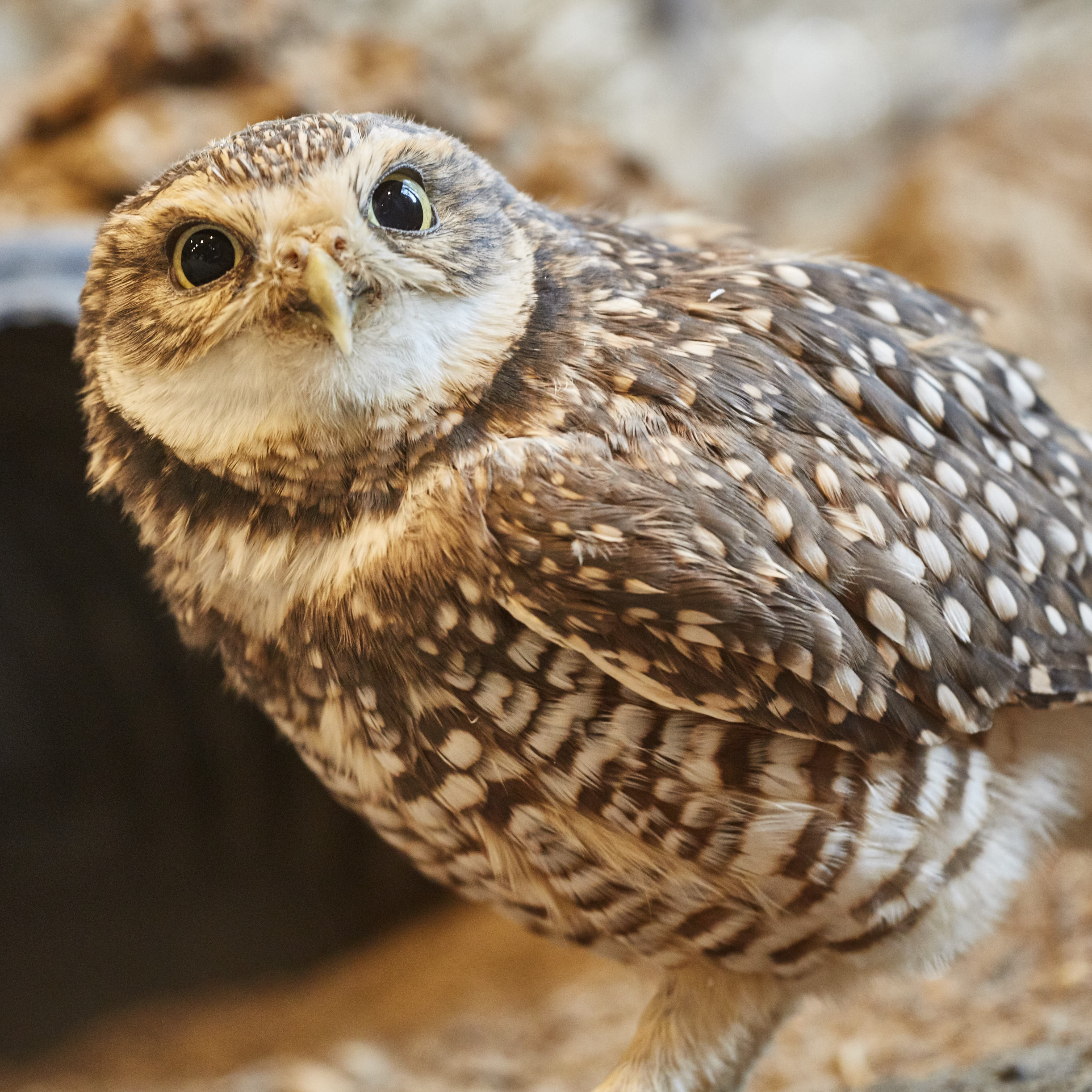 burrowing owlAthene cunicularia