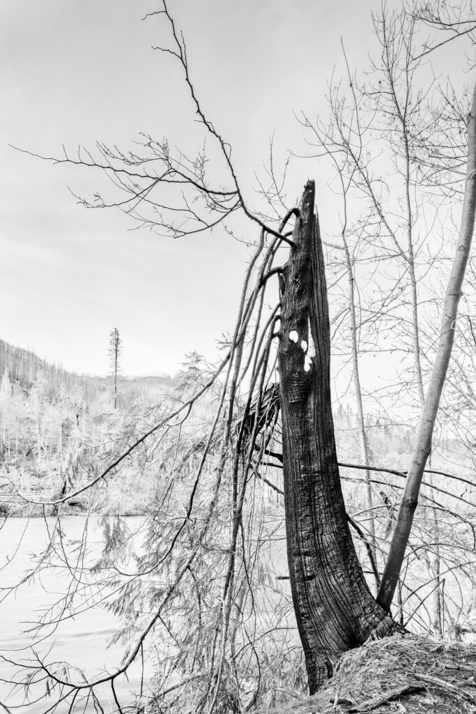 Standing, Still. #1 Standing, Still #1 by David Paul Bayles