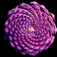 Pincone_web Pincone_web