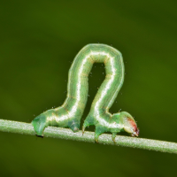 inchworm-backpack-Jan2026 inchworm-backpack-Jan2026