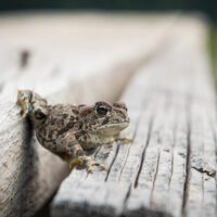 western toad western toad