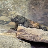 BackyardExplorers-Spring2026-10-scale