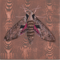 BackyardExplorers-Spring2026-2-moths