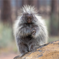 BackyardExplorers-Spring2026-4-mammal