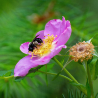 BackyardExplorers-Spring2026-6-spring