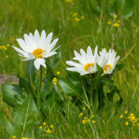 BackyardExplorers-Spring2026-8-plant