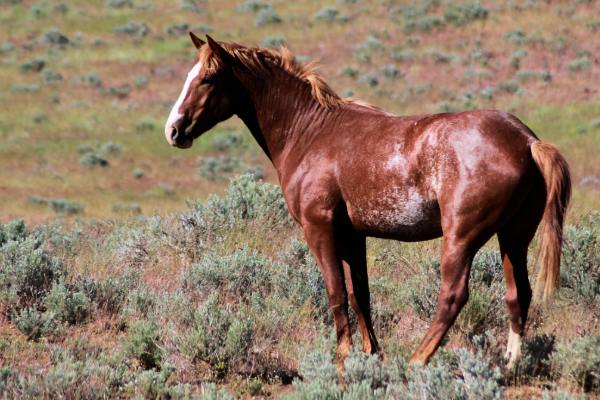 HDP-Horses Spring2026-3-prineville high desert project wild horses