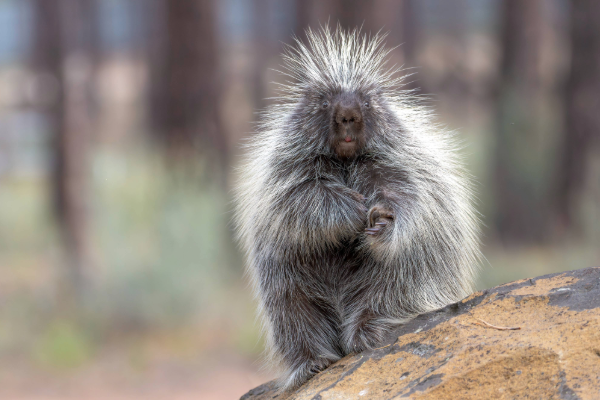 north american porcupine