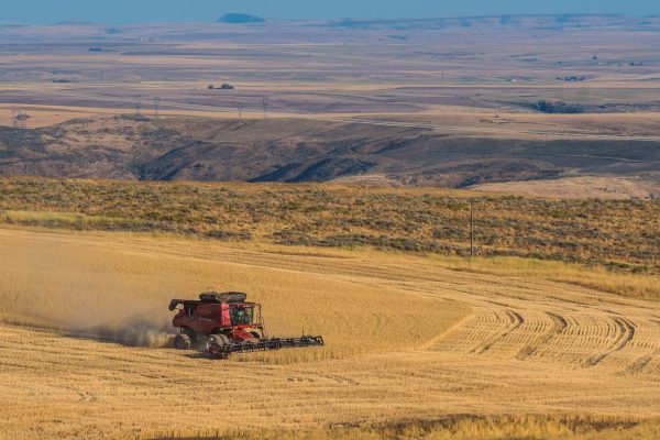 A Job With a View. Wheat Harvest in the High Desert A Job With a View. Wheat Harvest in the High Desert