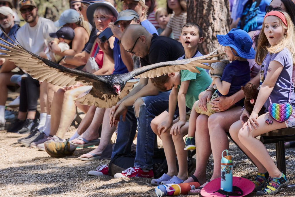 Raptors of the Desert Sky at High Desert Museum