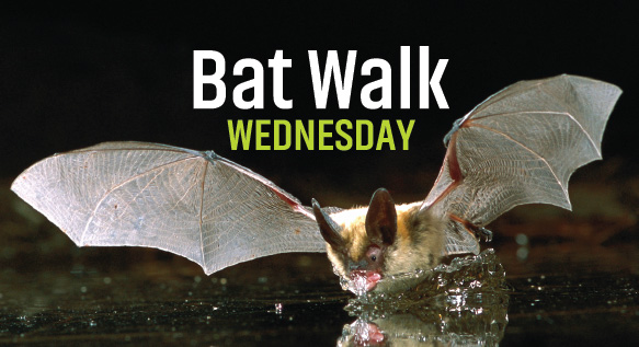 bat walk wednesday at high desert museum